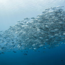 Diving Fakarava