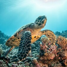  A turtle dancing in the water