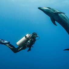 Air Tahiti Nui dauphin diving