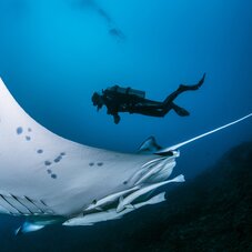photo d'un plongeur et d'une raie manta à bora bora