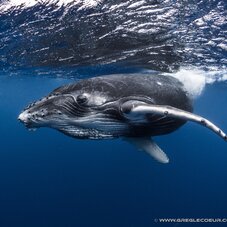 photo d'une baleine et d'un plongeur