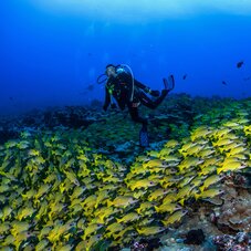 visuel top dive plongé rangiroa