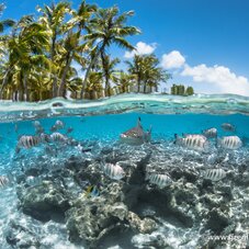 Top dive fakarava plongées successives 