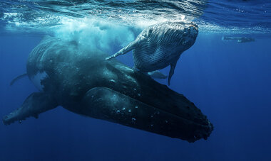 Baleines Rurutu Baleines Rurutu