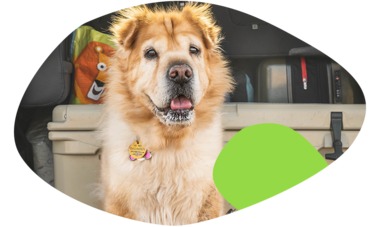 atn-illust-shape-_0002s_0000_pet4.png