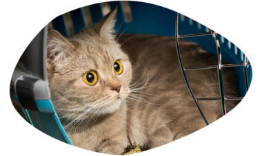 atn-illust-shape-_0002s_0002_pet3.png