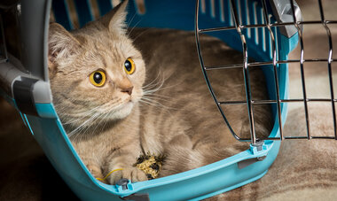 full-pet3.jpg