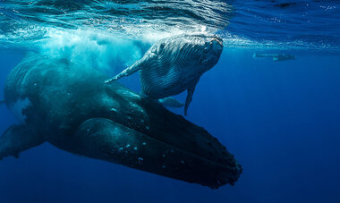 Air Tahiti Nui Whales Diving Rurutu