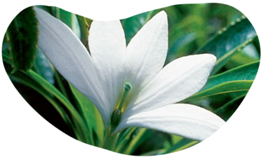 ATN-illust-shape-tiare-apetahi.png Air Tahiti Nui Tiare Apetahi