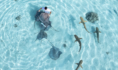 atn-illust-_0101_dji_0158.jpg Air Tahiti Nui requins SMailion