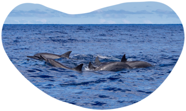 atn-illust-shape-_0018_p9090164f.png Air Tahiti Nui SMailion