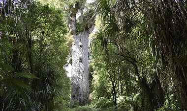 atn-illust-_0000_new-zealand-north-island-waipoua-kauri-ygunaratnam.jpg Air Tahiti Nui New Zealand North Island Waipoua Kauri YGunaratnam