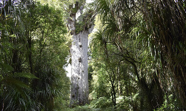 Air Tahiti Nui New Zealand North Island Waipoua Kauri YGunaratnam