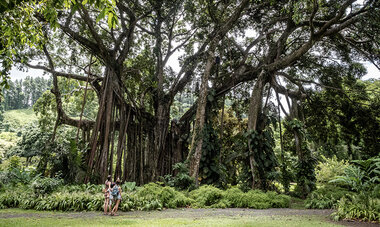 Air Tahiti Nui Botanical garden SMailion