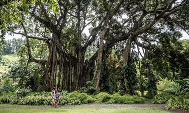 atn-illust-_0016_p3140711.jpg Air Tahiti Nui Botanical garden SMailion