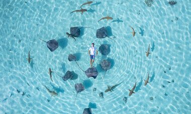 Homme dans le lagon, entouré de raies et de requins 