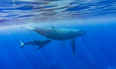 Danser avec les baleines Danser avec les baleines