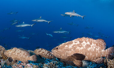 Plongée avec les requins des Tuamotus Plongée avec les requins des Tuamotus