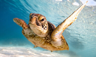 Cook Islands - Turtle Cook Islands - Turtle