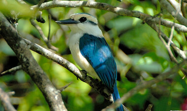 Cook Islands / Bird - A Mauke Cook Islands / Bird - A Mauke (Kingfisher)