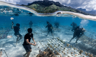 Coral Gardeners jardiniers des mers