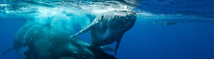 Air Tahiti Nui Diving Whales Rurutu