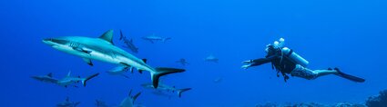 photo d'un plongeur avec des requins