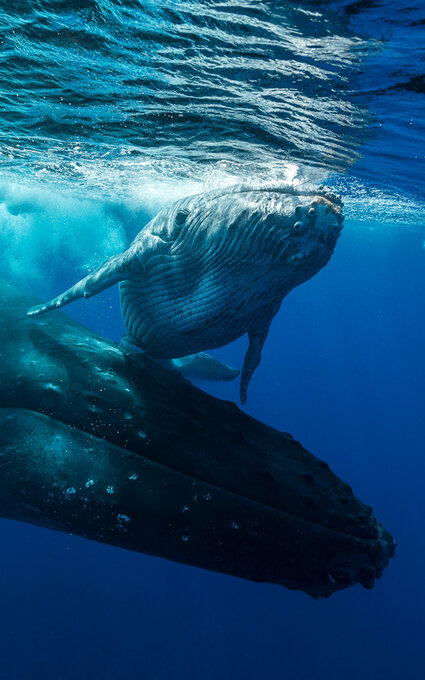 full-_0013_rurutu-5293.jpg Air Tahiti Nui Diving Whales Rurutu